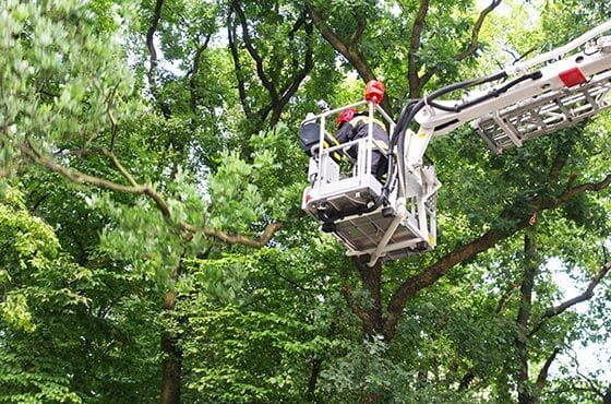 tree trimming and branch trimming near Edwardsville Illinois