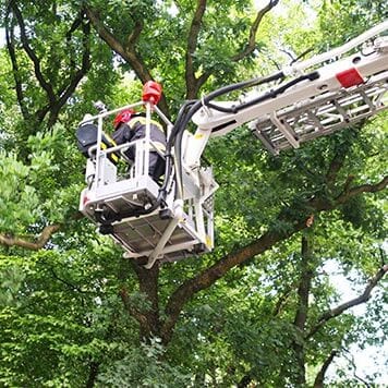 tree trimming and shaping edwardsville il