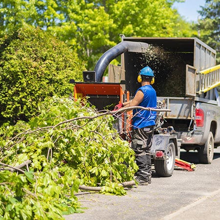 tree removal edwardsville il