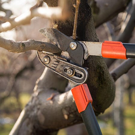 tree trimming edwardsville il